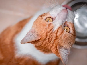 Bebedouro ou Fonte de Água para Gatos