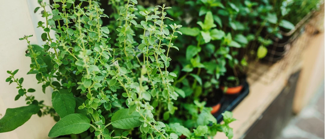 Jardim vertical de ervas aromáticas
