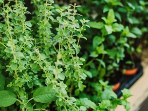 Jardim vertical de ervas aromáticas