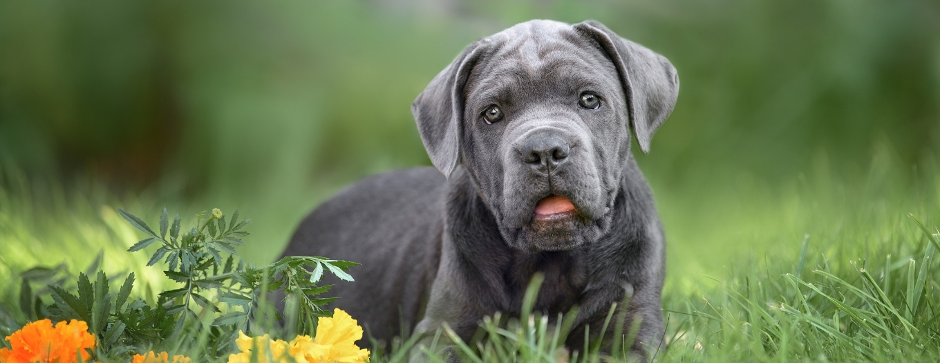 Cane Corso Italiano
