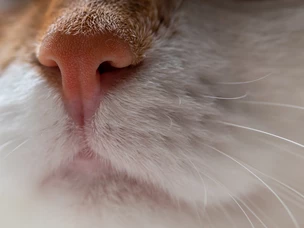 Como medir a temperatura dos gatos