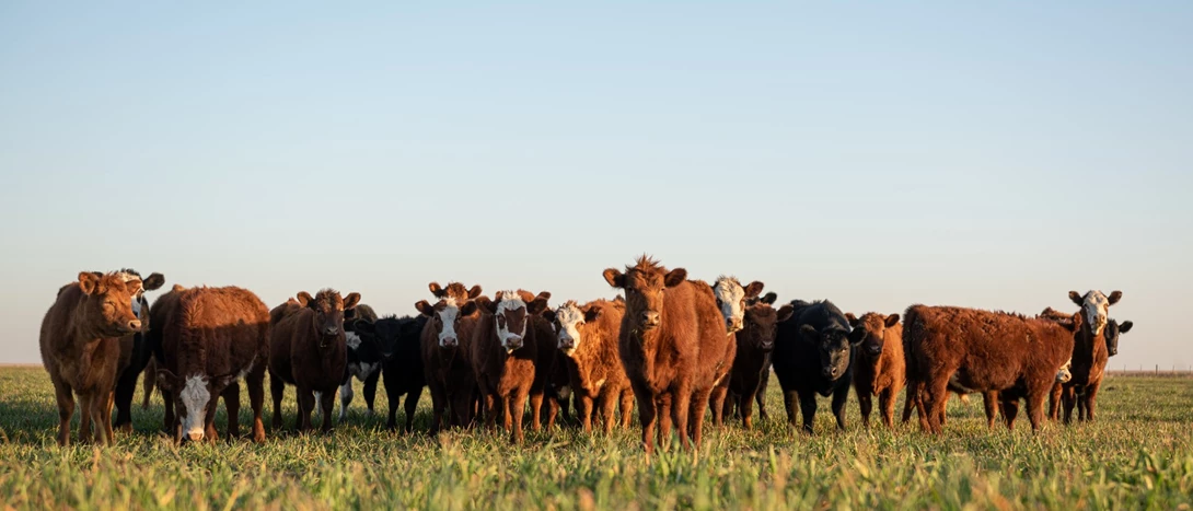 Certificado Bem-Estar Animal