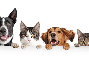 Visão dos cães e gatos