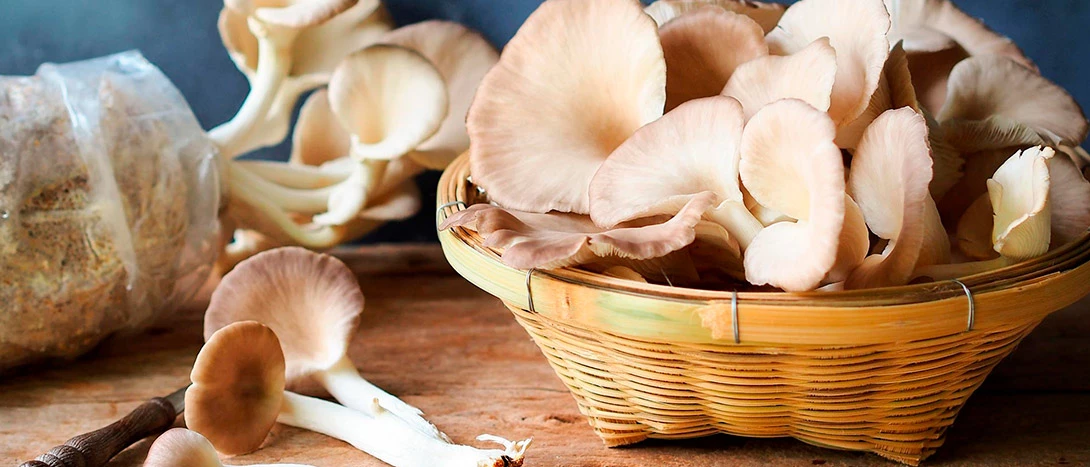 Cogumelos Pleurotus
