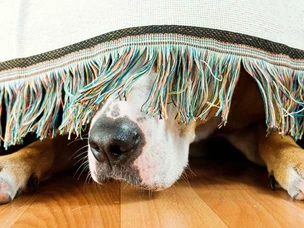 Como acalmar um cão