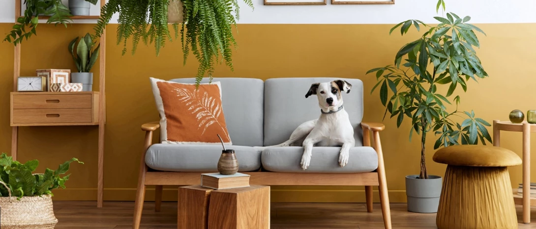 Plantas Tóxicas para Cães e Gatos