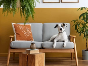 Plantas Tóxicas para Cães e Gatos