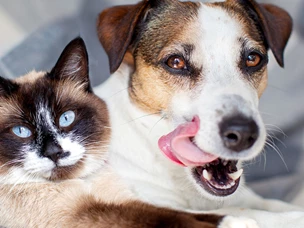 Queda de pelo em cães e gatos