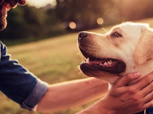 Snacks e Biscoitos para Cão