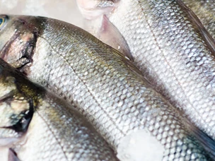 Peixes com mais proteína