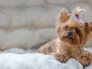 raças de cães pequenos
