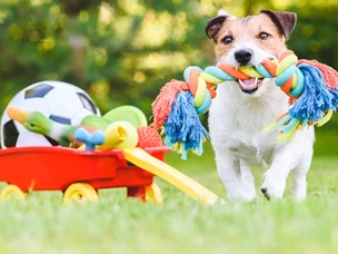 Melhores brinquedos para cães